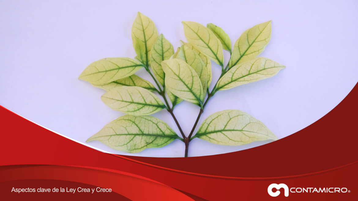 crea y crece